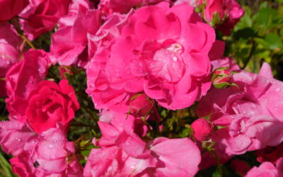 ABSCHIEDSKONZERT WERNER SEYFRIED