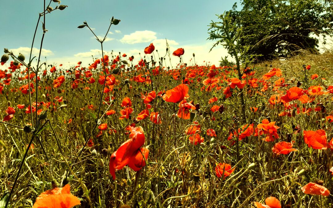 DIE BESTE ZEIT IM JAHR IST MAI’N